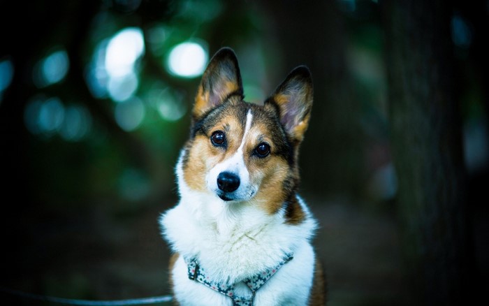 Pembroke Welsh Corgi wearing a harness outdoors