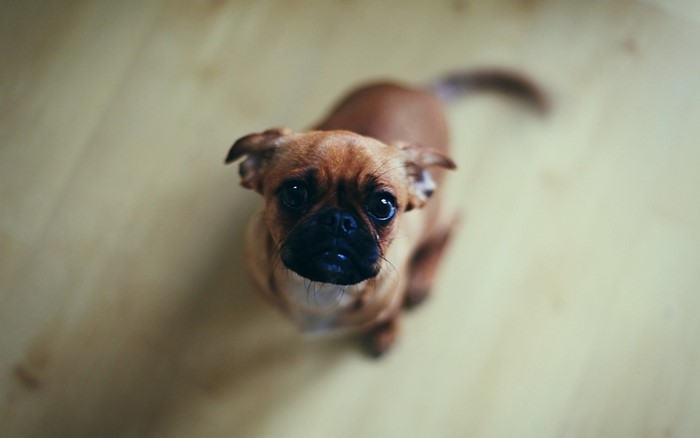 Brown pug dog looking up from wooden floor