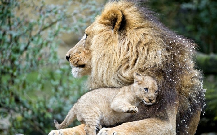 Lion cub resting on its father's mane