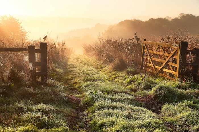 Misty sunrise over a grassy path with wooden gates