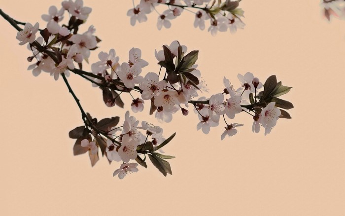 Cherry blossom branches against a peach background