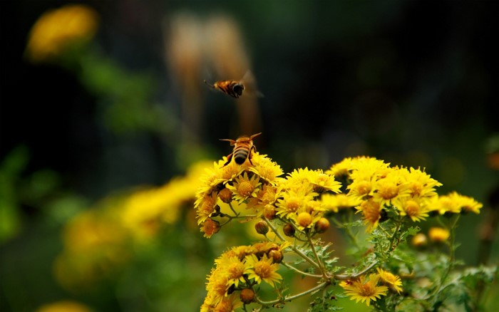 Bees on yellow flowers in sunlight