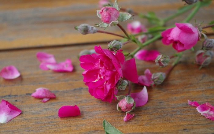 Pink roses and petals scattered on a wooden surface