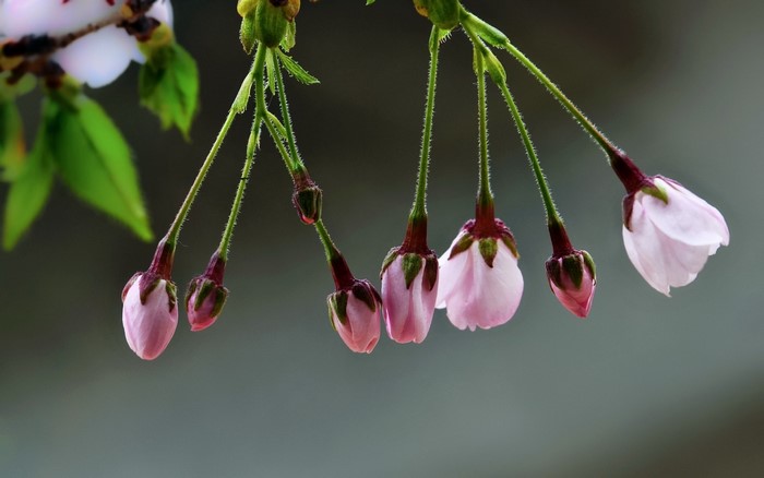 Pink cherry blossom buds on a branch