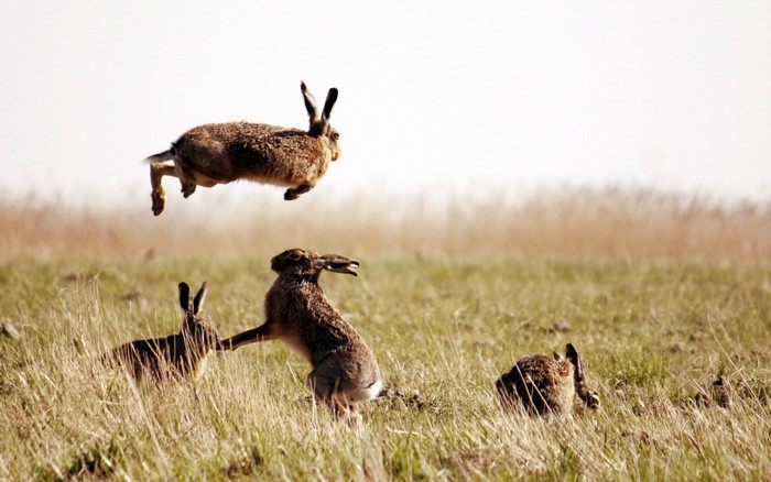 Hares boxing and jumping in a grassy field