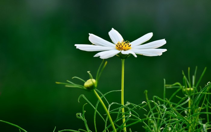 Delicate White Daisy in Green Meadow