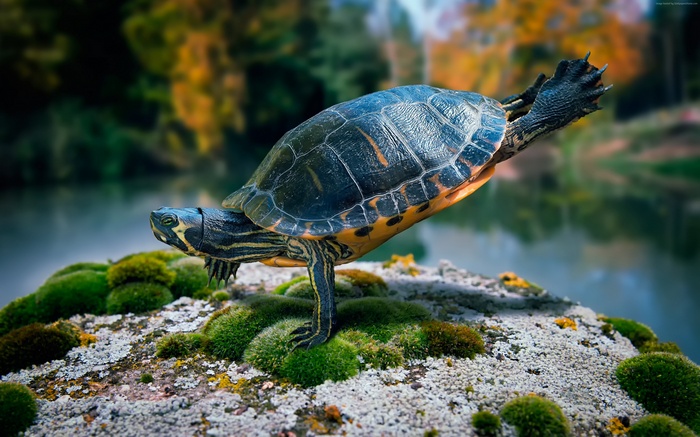 Turtle balancing on mossy rocks near water