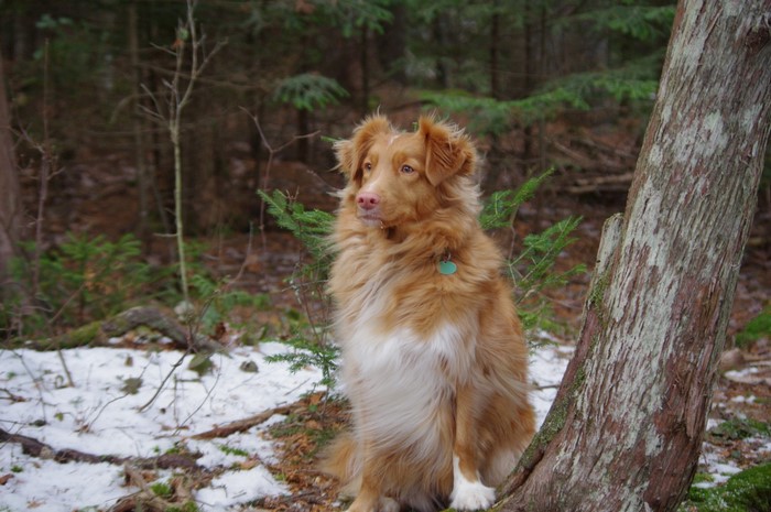 Nova Scotia Duck Tolling Retriever Sitting by Tree in Snow