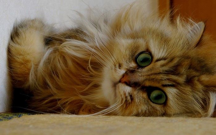 Close up of a fluffy Persian cat with green eyes