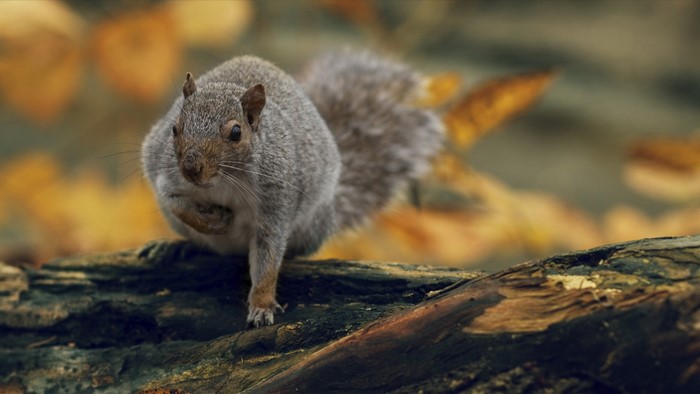 Close up of a squirrel on a log with autumn leaves