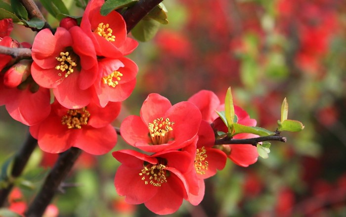 Close-up of bright red quince flowers on a branch