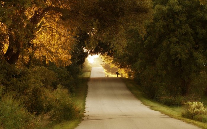 Road through trees with sunlight