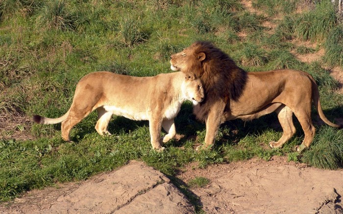 Lion and lioness in a grassy field