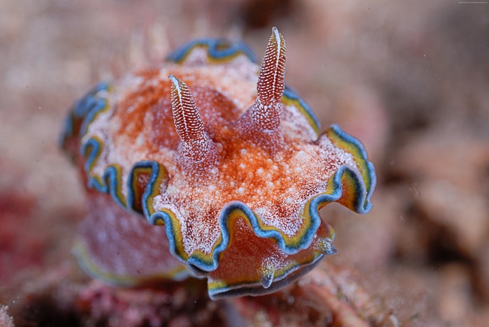 sea, Nudibranch, Panglao, tourism, Philippines, Deep sea corals, diving, Worlds best diving sites, Coral, Alona beach, marine life