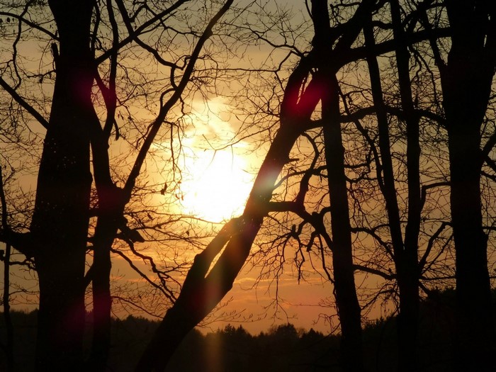 Silhouetted trees against a sunset sky