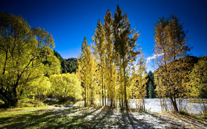 Autumn trees by a river under a blue sky