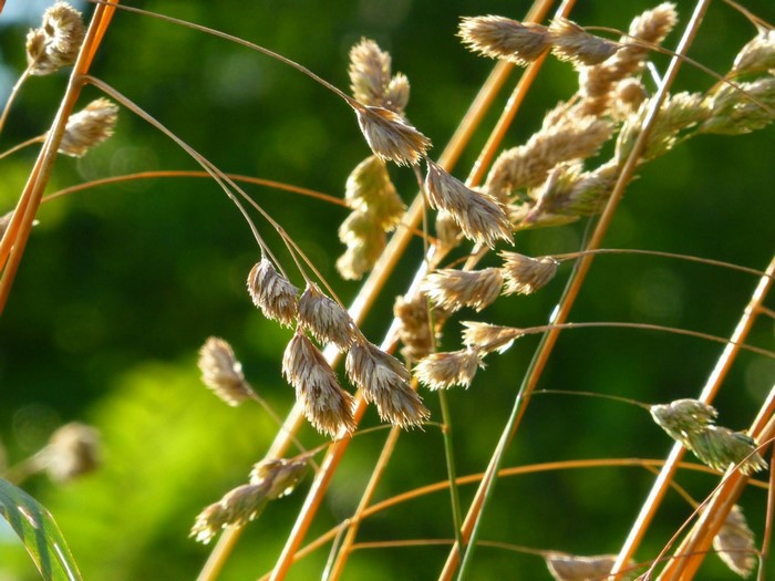 Close-up of dried grass seed heads in sunlight