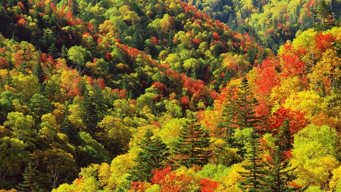 Autumn forest with colorful trees on a hillside