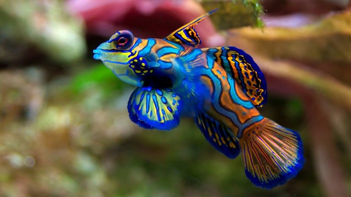 Mandarin fish in aquarium