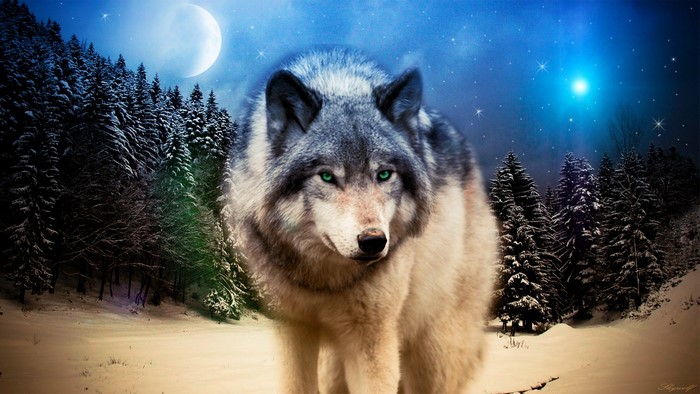 Wolf in a snowy forest under the moon