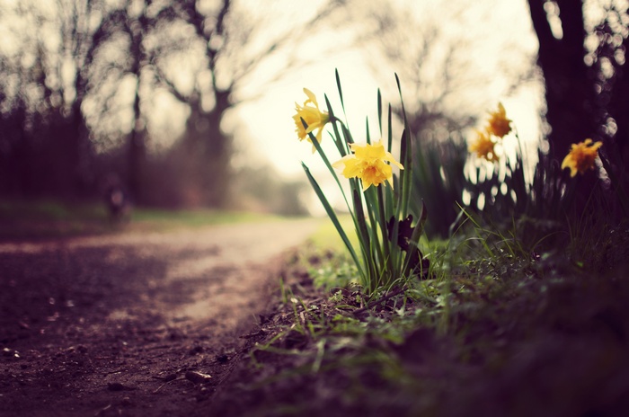 nature, 4k, Daffodils, spring, flowers, 5k