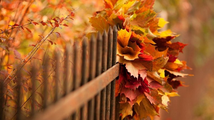 Autumn leaves on a rustic fence