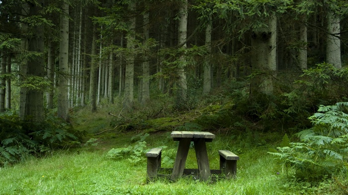 Wooden picnic table in a dense forest