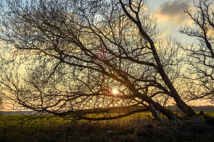 Bare tree branches against sunset sky over field