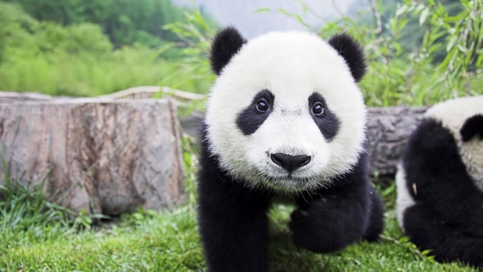 Close-up of a baby giant panda in a grassy area