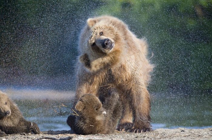 Mother bear shaking water off with cubs