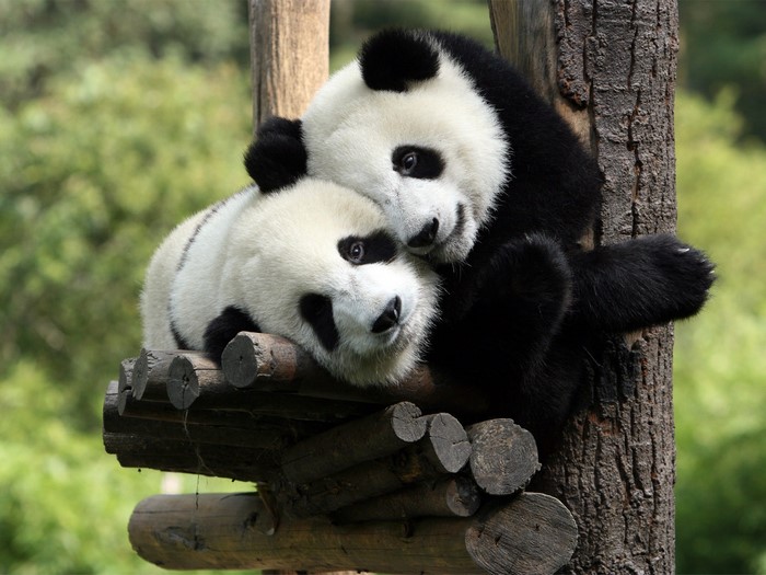 Adorable Giant Pandas Resting on Wooden Platform