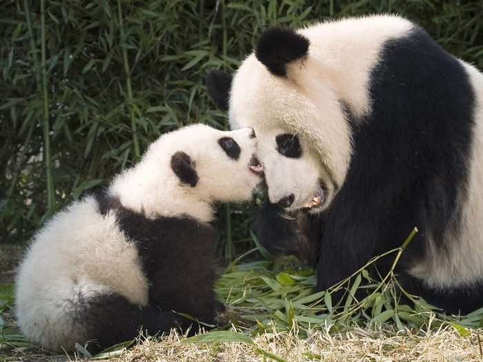 Mother and baby giant pandas interacting