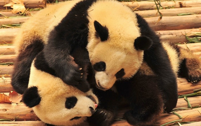 Two giant pandas cuddling on a wooden surface