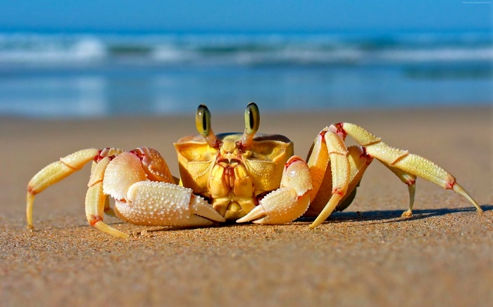 Mediterranean sea, sand, Crab, cute animals, funny