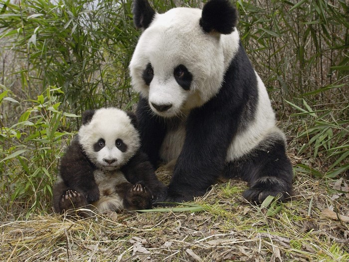 Adorable Giant Panda with Cub in Natural Habitat