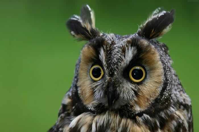 Close-up of a Long-Eared Owl with green background