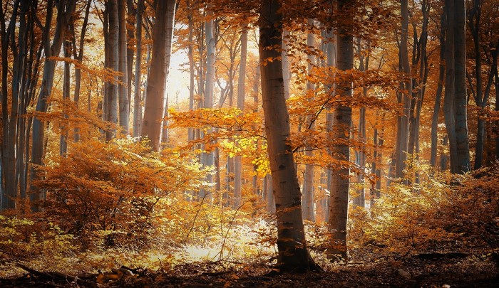 Sunlight filtering through autumn trees in a forest