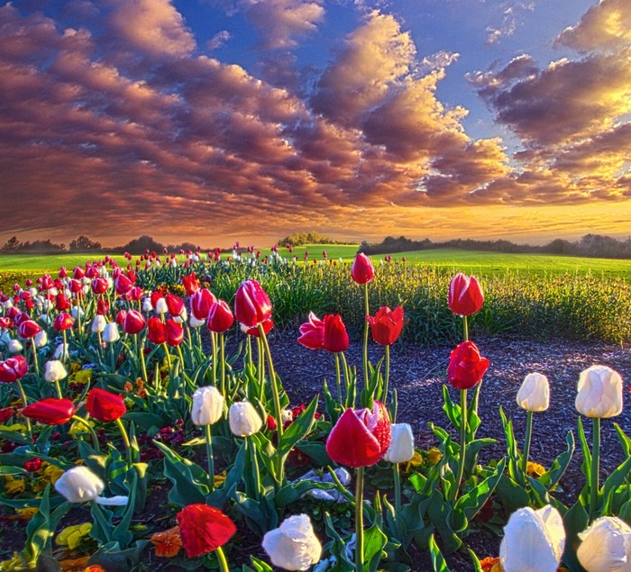 #110217 Tulip, HD wallpaper, flower, 4k, spring, field - Rare Gallery ...