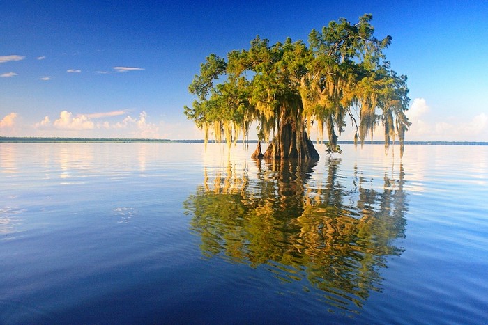 Cypress tree in a lake with Spanish moss