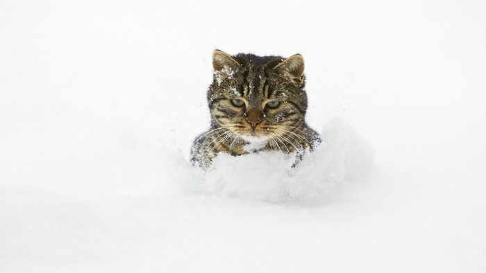 Tabby cat in the snow