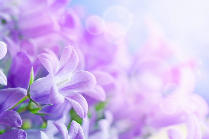 Purple bellflowers with bokeh and light rays