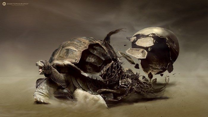 Tortoise breaking out of its shell