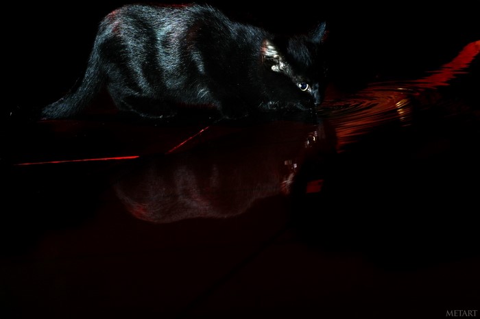 Black cat drinking water with red reflections