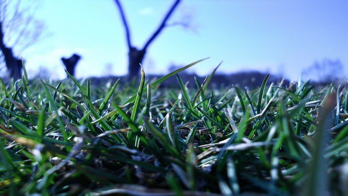 Close-up of green grass with bare trees in the background