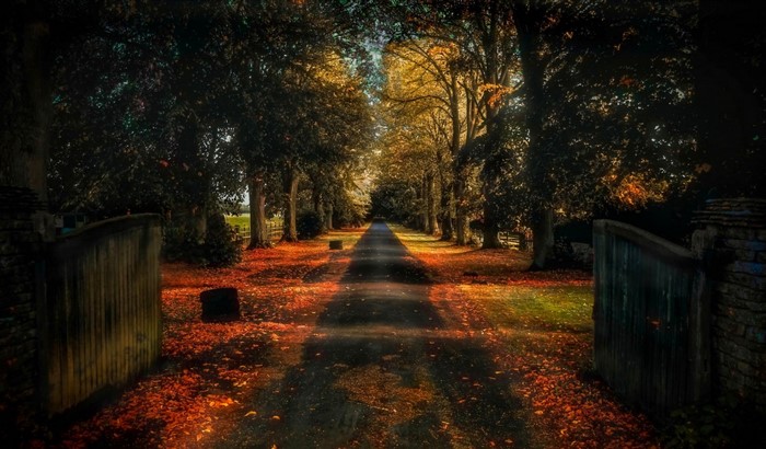 Autumn tree-lined road with fallen leaves and gates