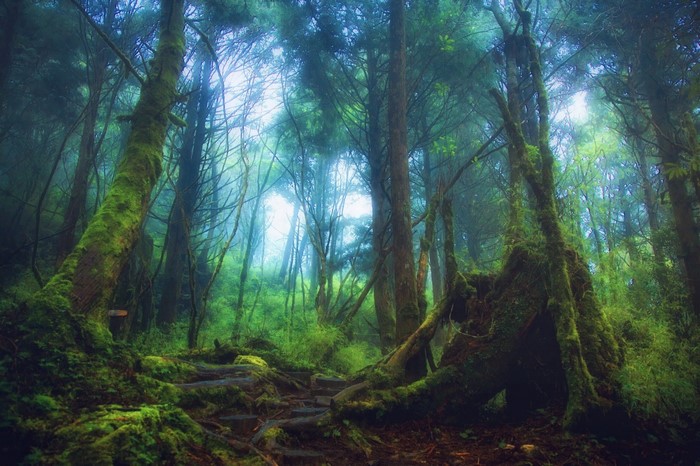 Misty forest with moss-covered trees and a path