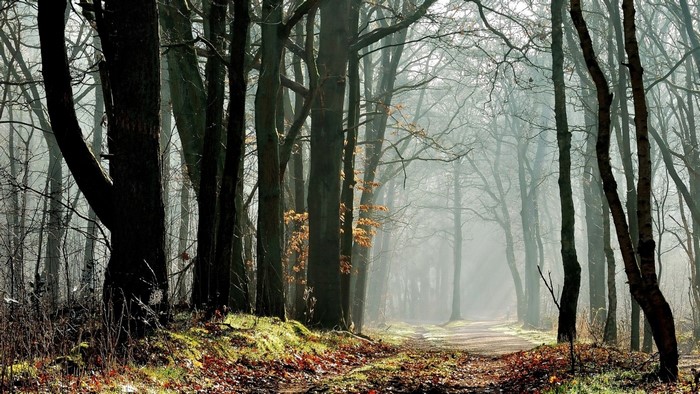 Misty forest path with sunlight filtering through trees
