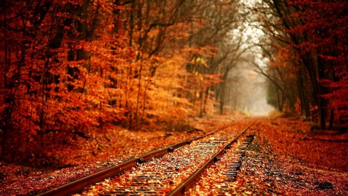 Train tracks through an autumn forest with fallen leaves