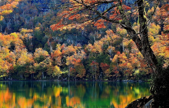 Autumn forest reflected in a lake
