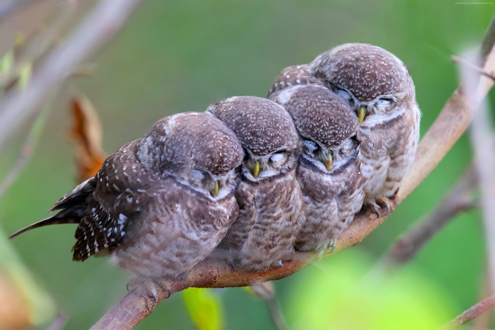 Four spotted owlets sleeping on a branch